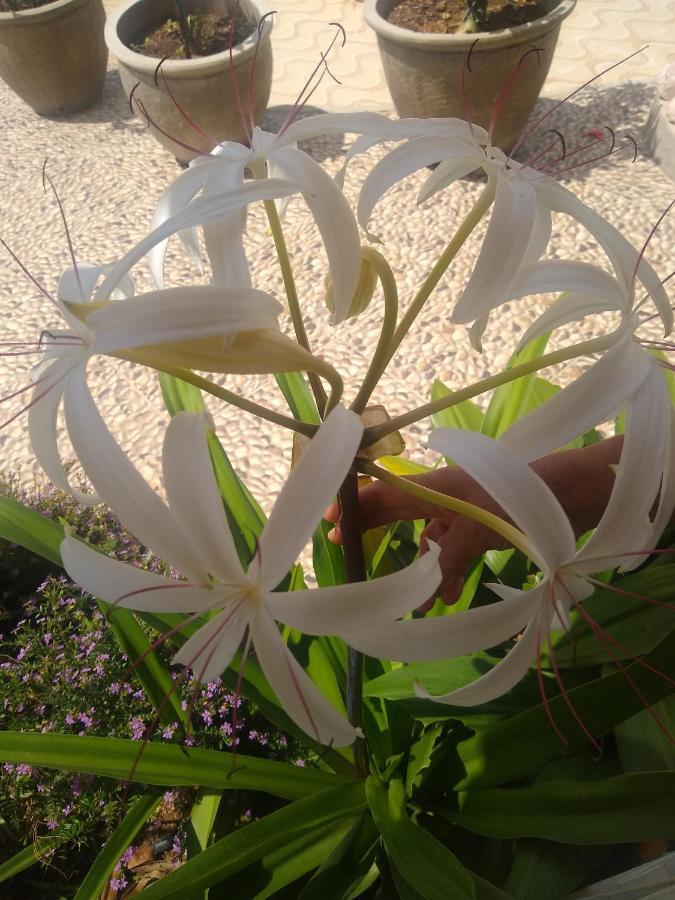 Flor de Mandacaru Pousada Boqueirao (Paraiba) Exterior foto